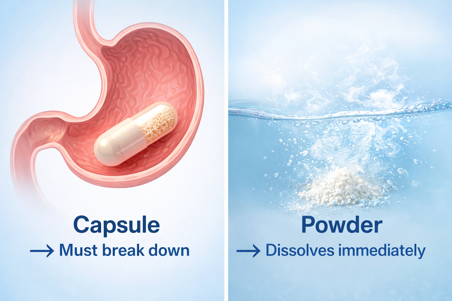 Capsule vs Powder absorption comparison